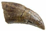 Serrated, Dromaeosaurid Theropod (Acheroraptor) Tooth - Montana #357008-1
